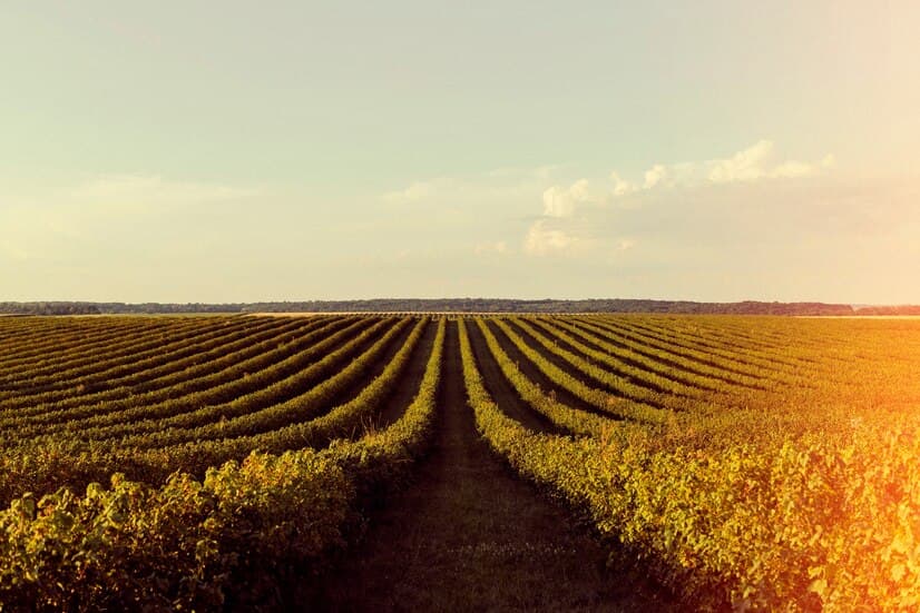 L'INDUSTRIE VITIVINICOLE AU PORTUGAL