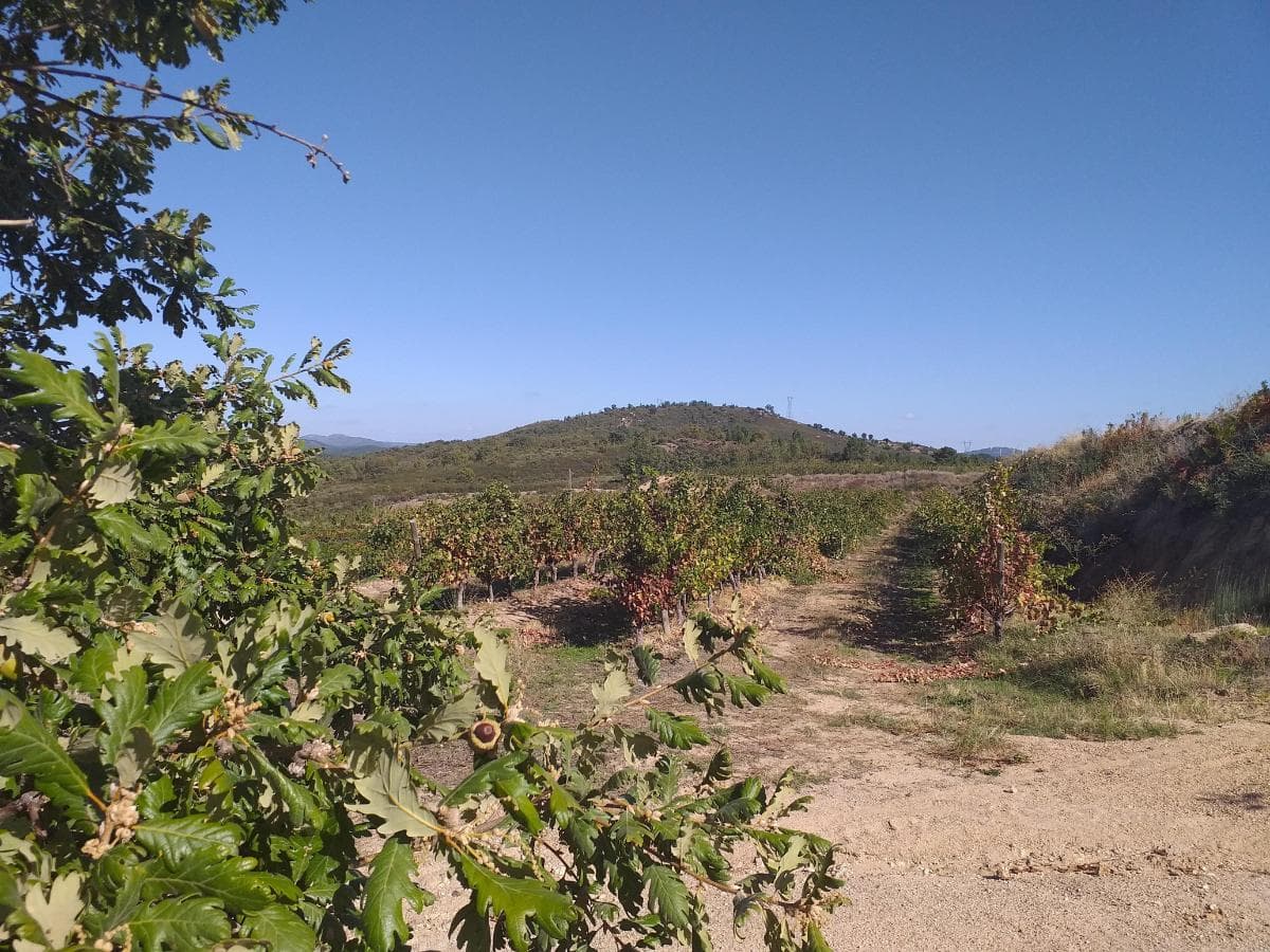 Terreno c/ +5.000ha · Covilhã — imagen 1