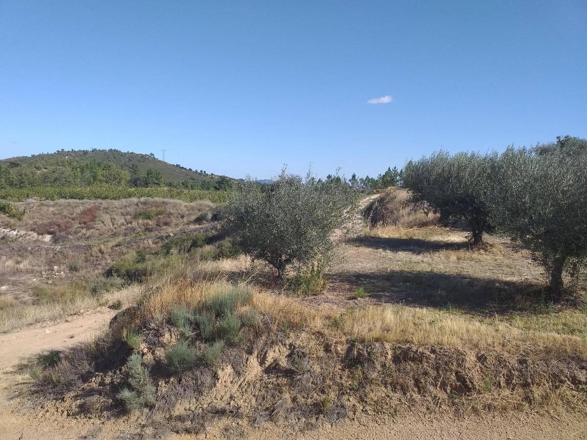 Terreno c/ +5.000ha · Covilhã — imagen 10