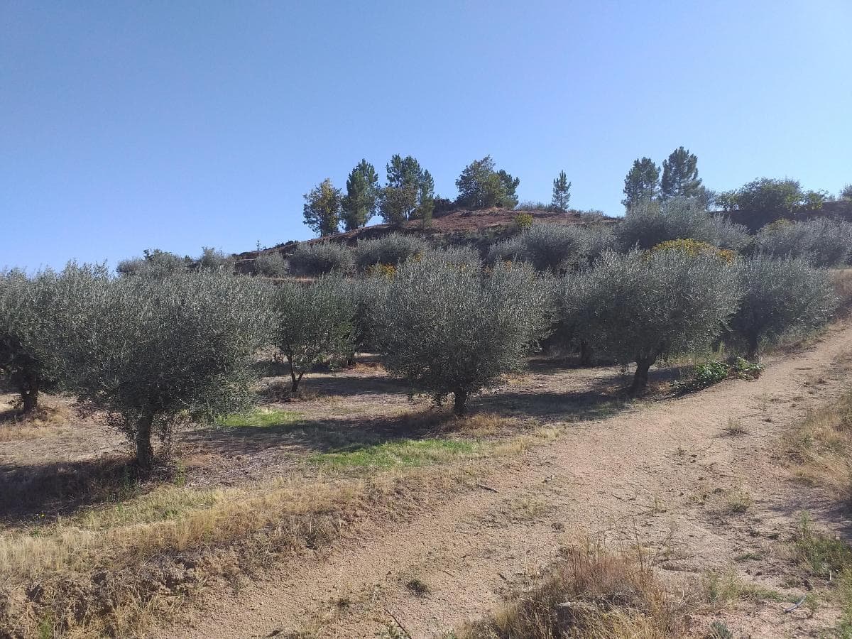 Terreno c/ +5.000ha · Covilhã — imagen 7