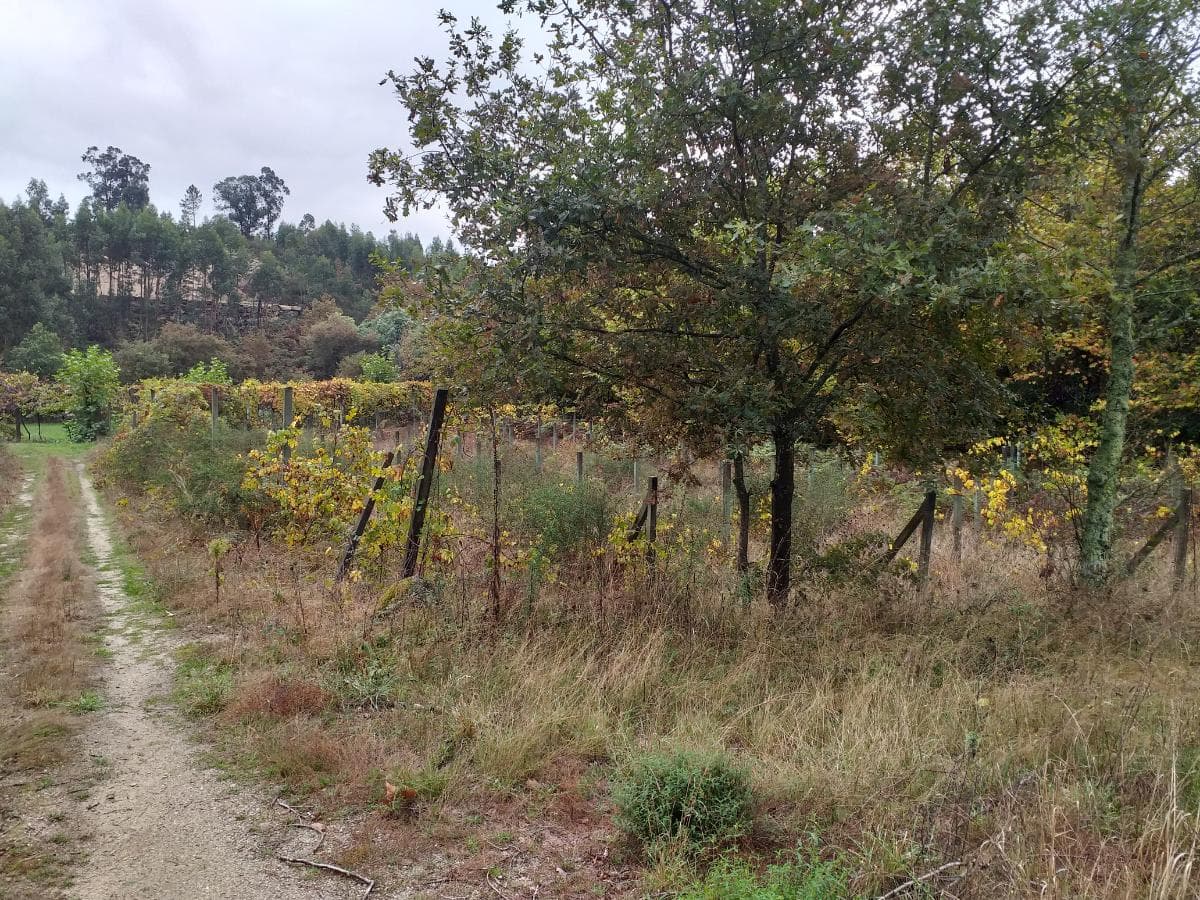 Quinhão Hereditário de Moradia V4 + Terreno · Amarante — imagen 16