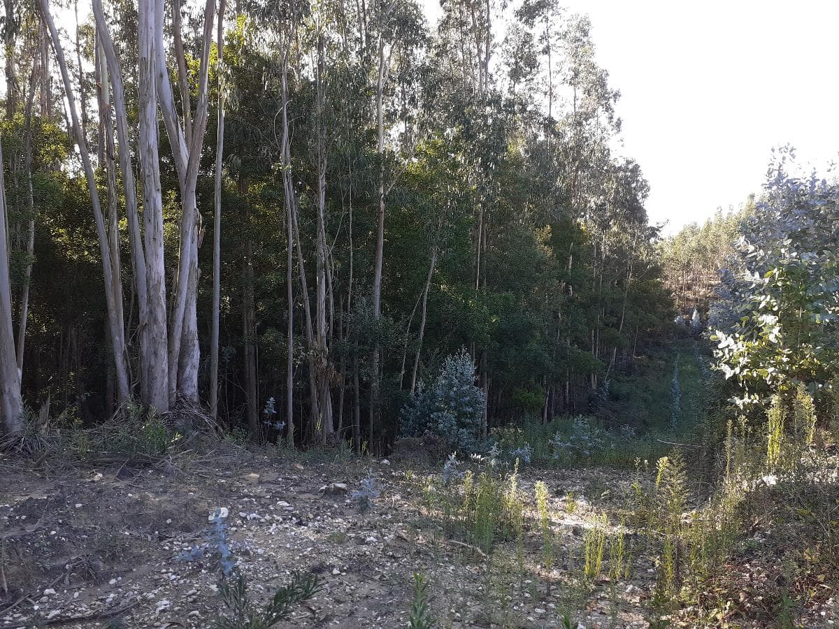 1/4 Terreno · + 5 hectares · Aveiro — imagen 2