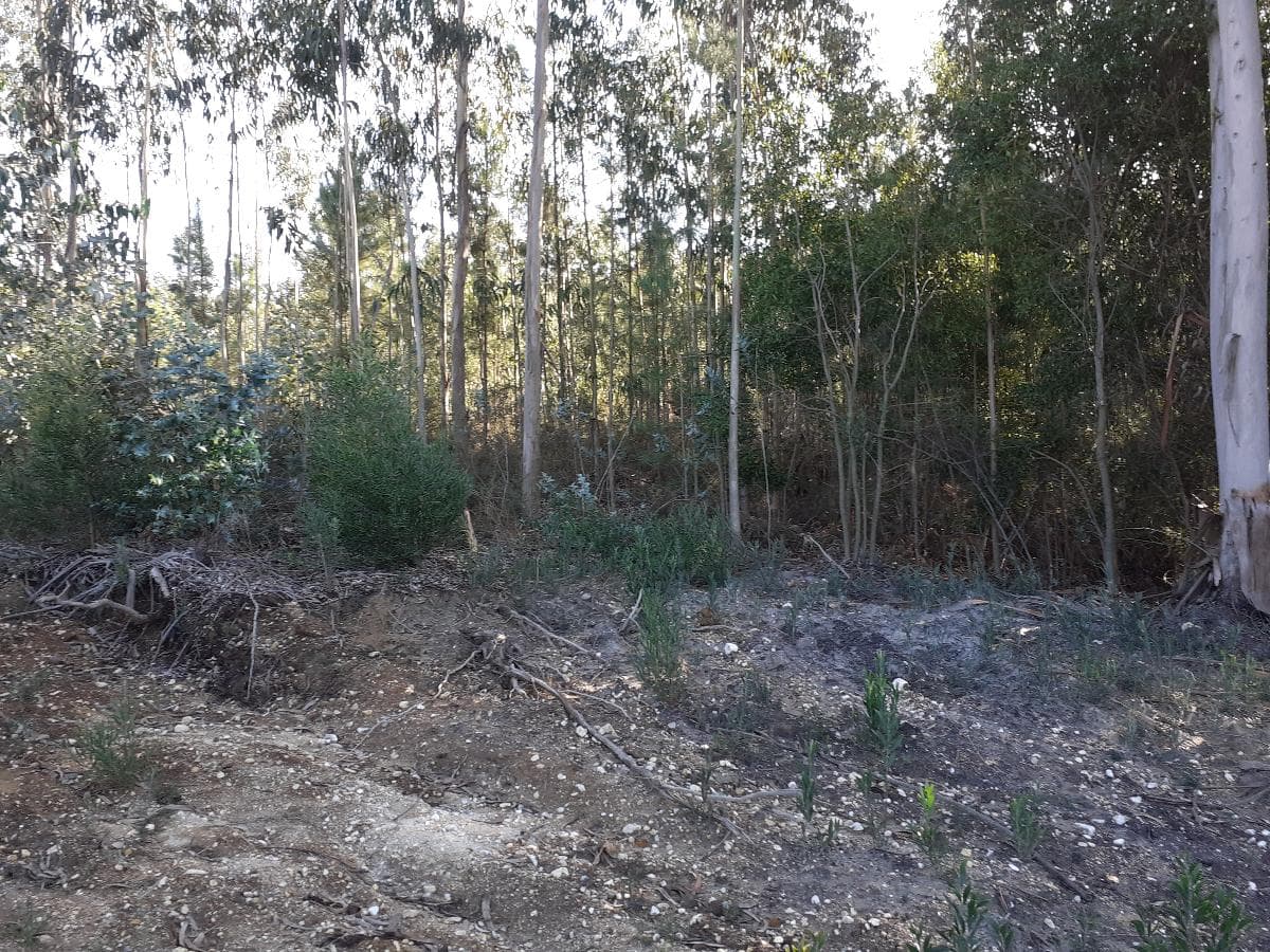 1/4 Terreno · + 5 hectares · Aveiro — imagen 3