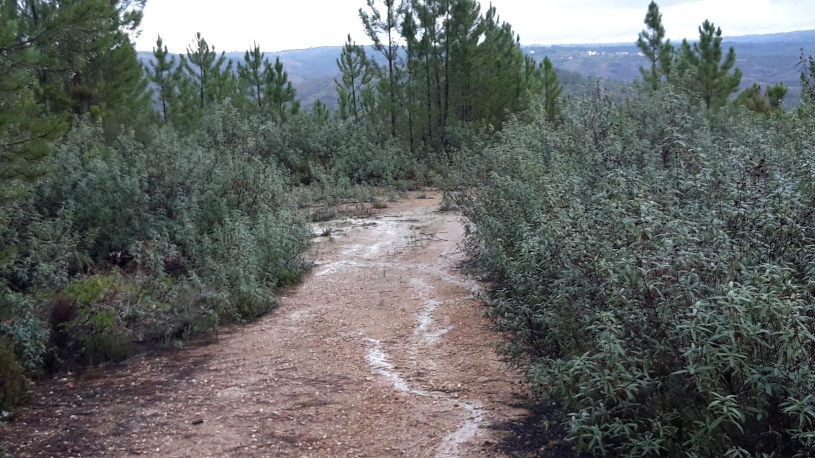 Terreno · Castelo Branco — imagem 3