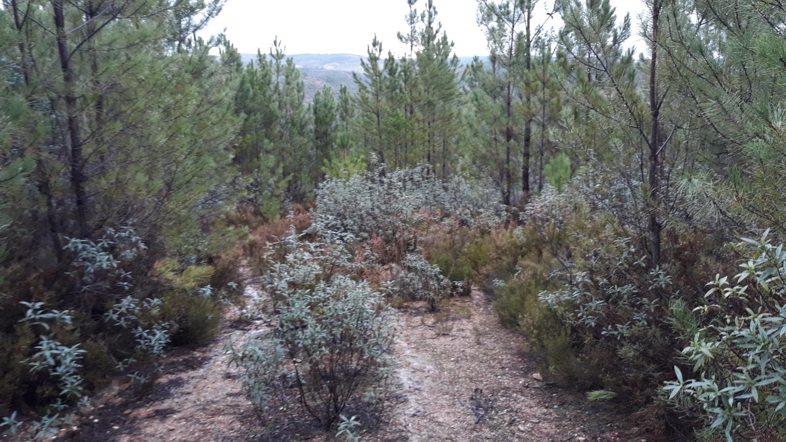 Terreno · Castelo Branco — imagem 1
