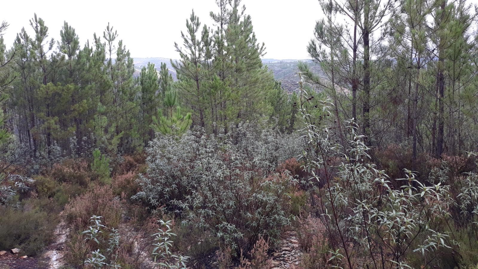 Terreno · Castelo Branco — imagem 4