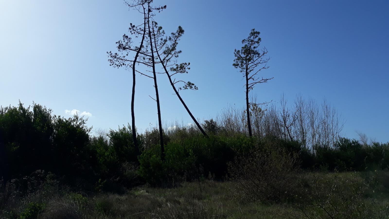 Terreno · Figueira da Foz — imagem 2