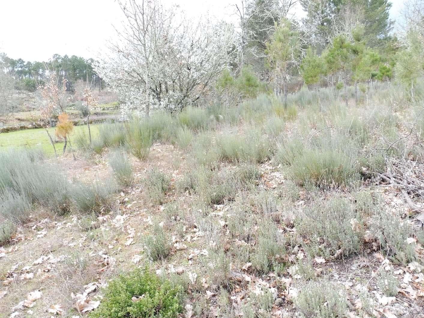 Terreno com 1,2 Hectares · Trancoso — imagen 2