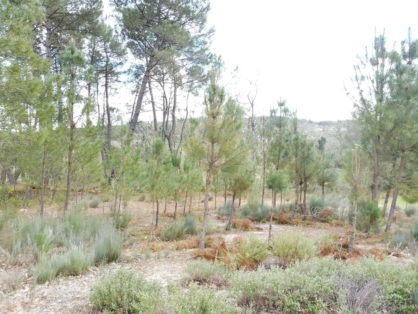 Terreno com 1,2 Hectares · Trancoso — imagen 3