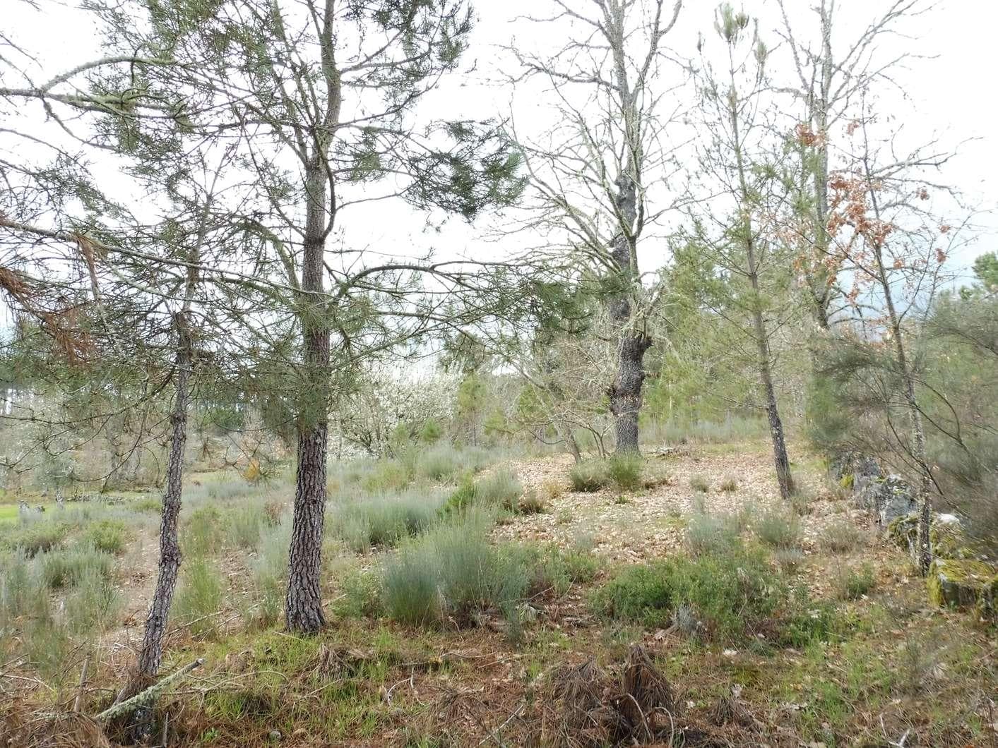 Terreno com 1,2 Hectares · Trancoso — imagen 5