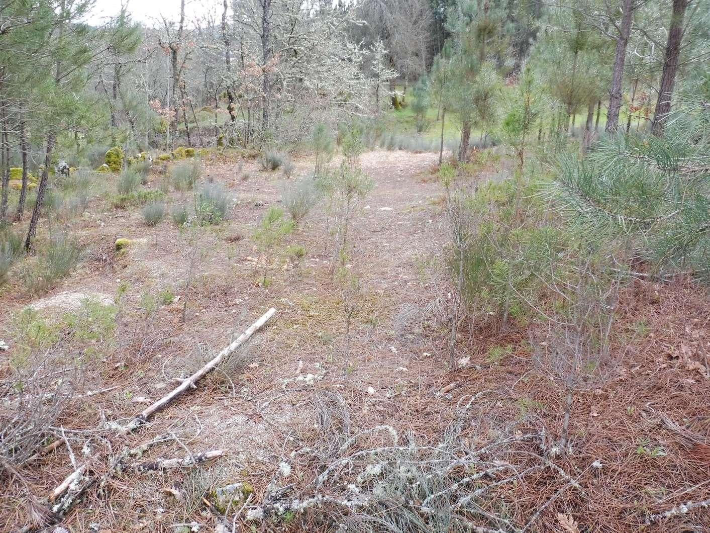 Terreno com 1,2 Hectares · Trancoso — imagen 6