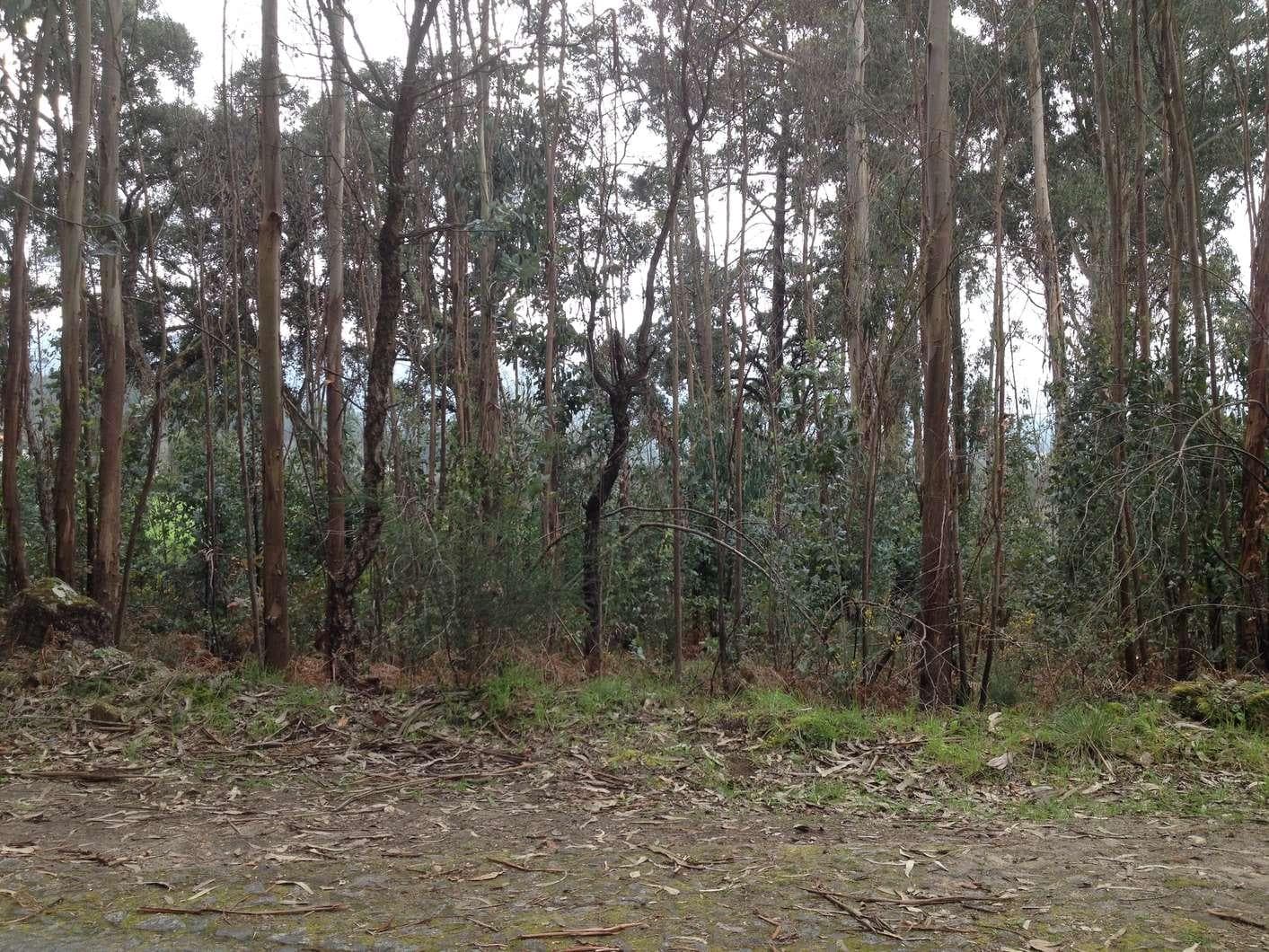 IMOVEL - Prédio Rústico - Terreno de monte com 825m2. Sito em Leira de Monte da Mata, união das freguesias de ... — imagen 3