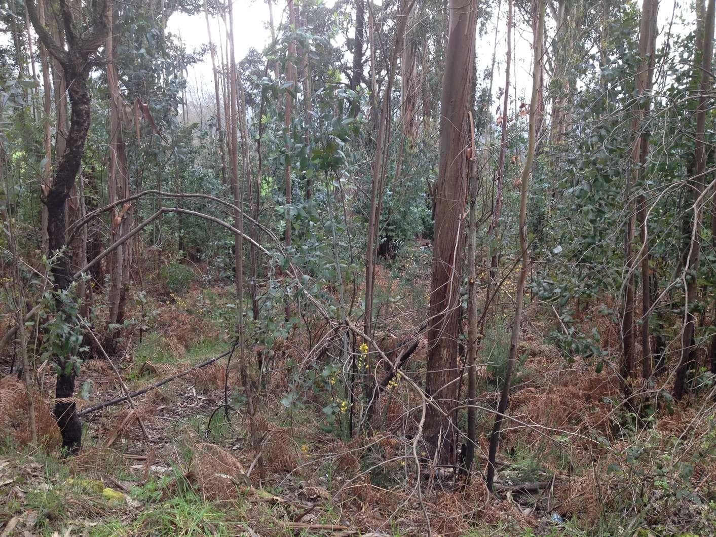 IMOVEL - Prédio Rústico - Terreno de monte com 825m2. Sito em Leira de Monte da Mata, união das freguesias de ... — imagen 4