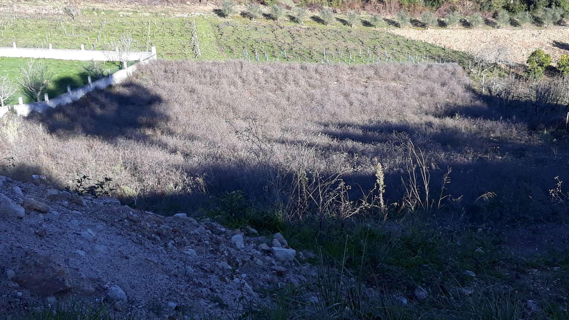 Terreno · Coimbra — imagem 2