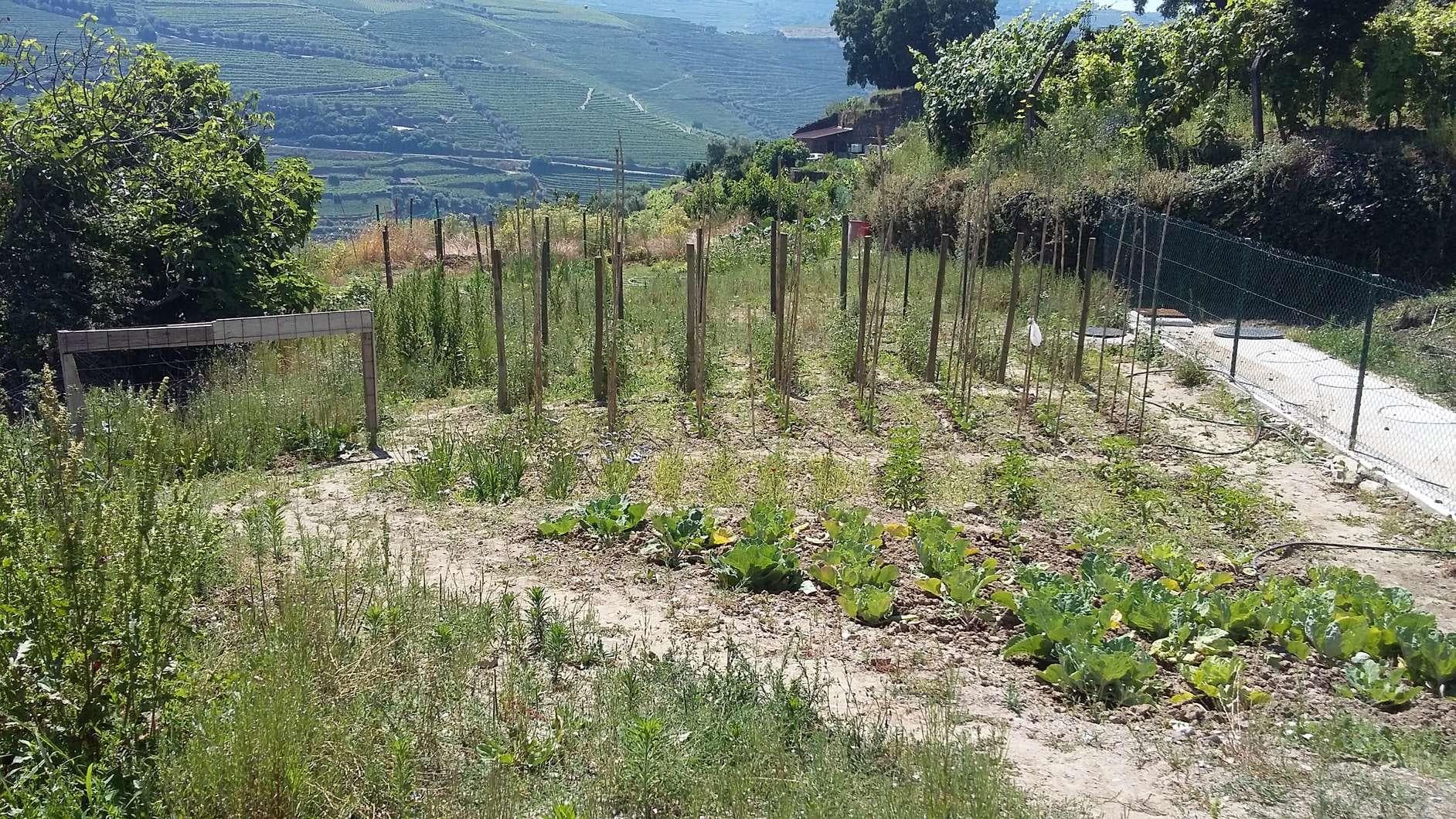 IMOVEL - Prédio Rústico - Parcela arvense de regadio de 2.ª classe com a área total de 375m2. Sito em Campo d ... — imagen 1