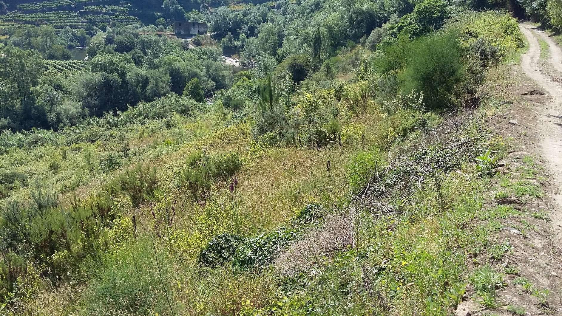 IMOVEL - Prédio Rústico - Parcela arvense de regadio de 2.ª classe com a área total de 375m2. Sito em Campo d ... — imagen 3