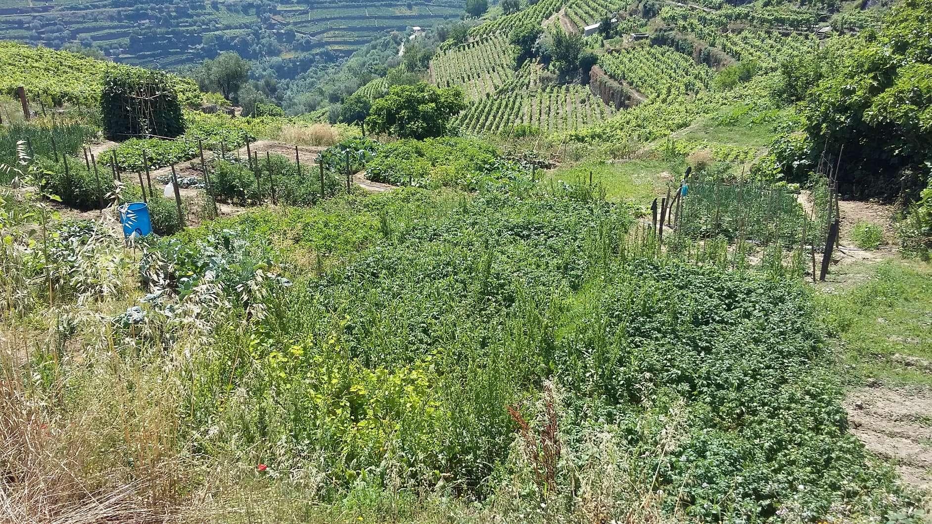 IMOVEL - Prédio Rústico - Parcela arvense de regadio de 2.ª classe com a área total de 375m2. Sito em Campo d ... — imagen 4
