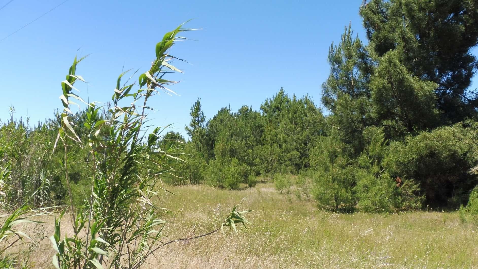 Terreno · Benavente — image 3