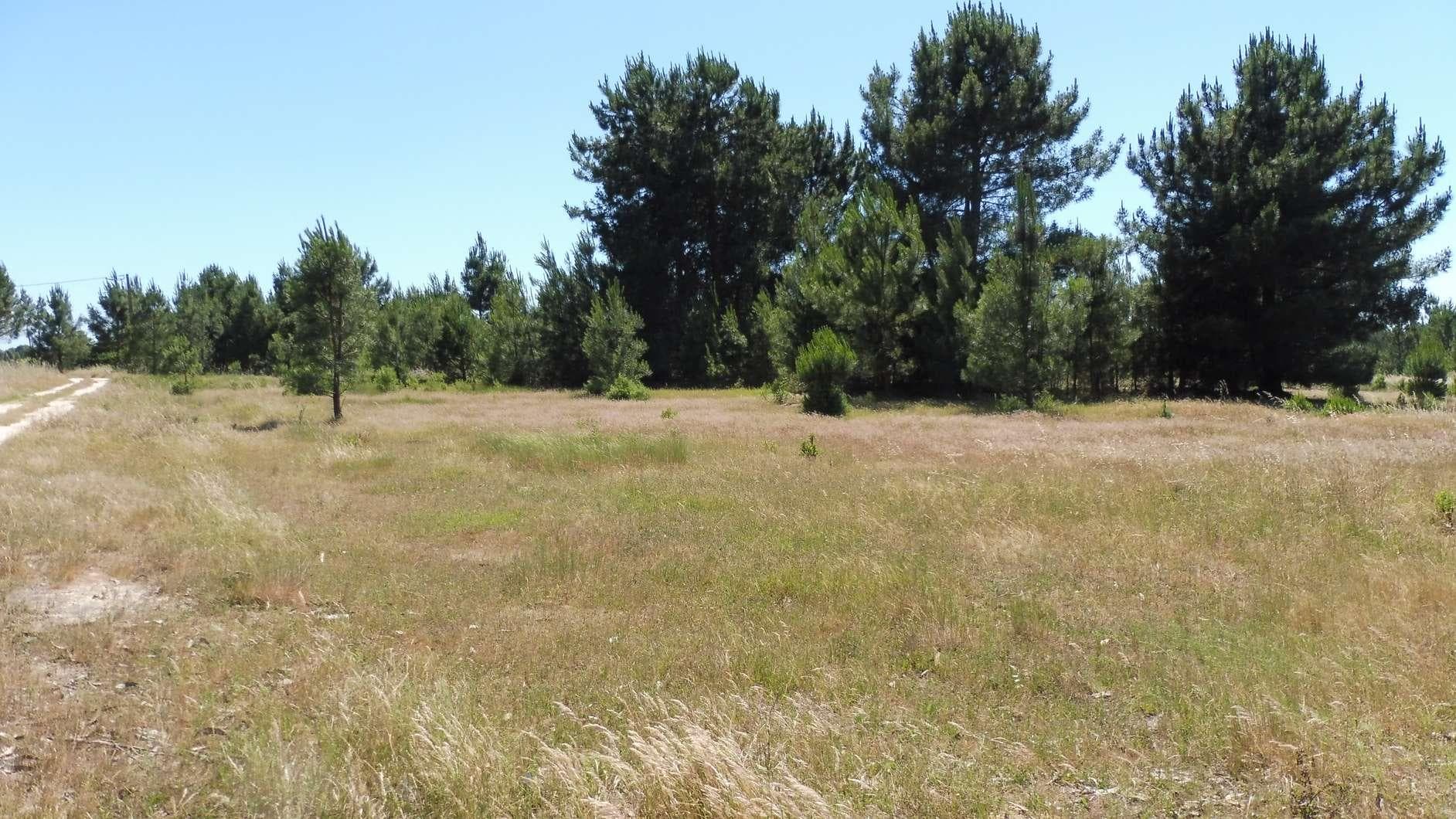Terreno · Benavente — image 4