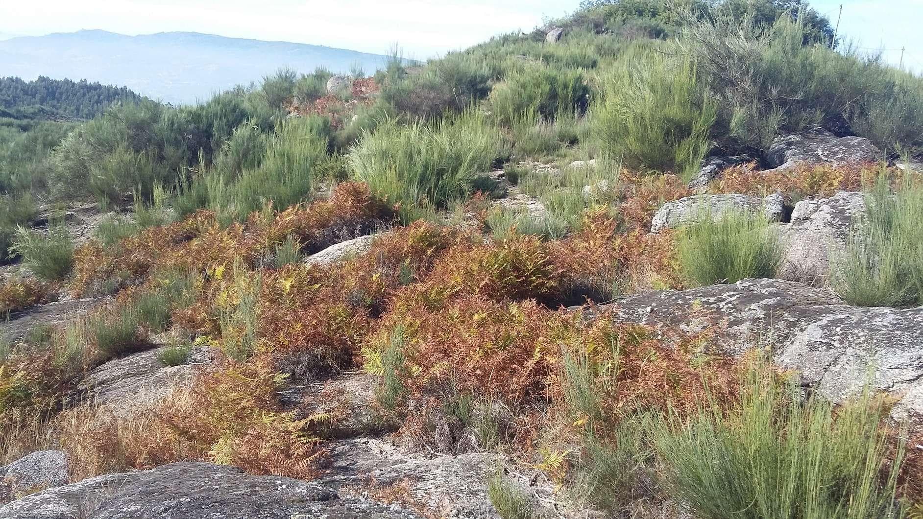 Terreno · Amarante — imagen 3