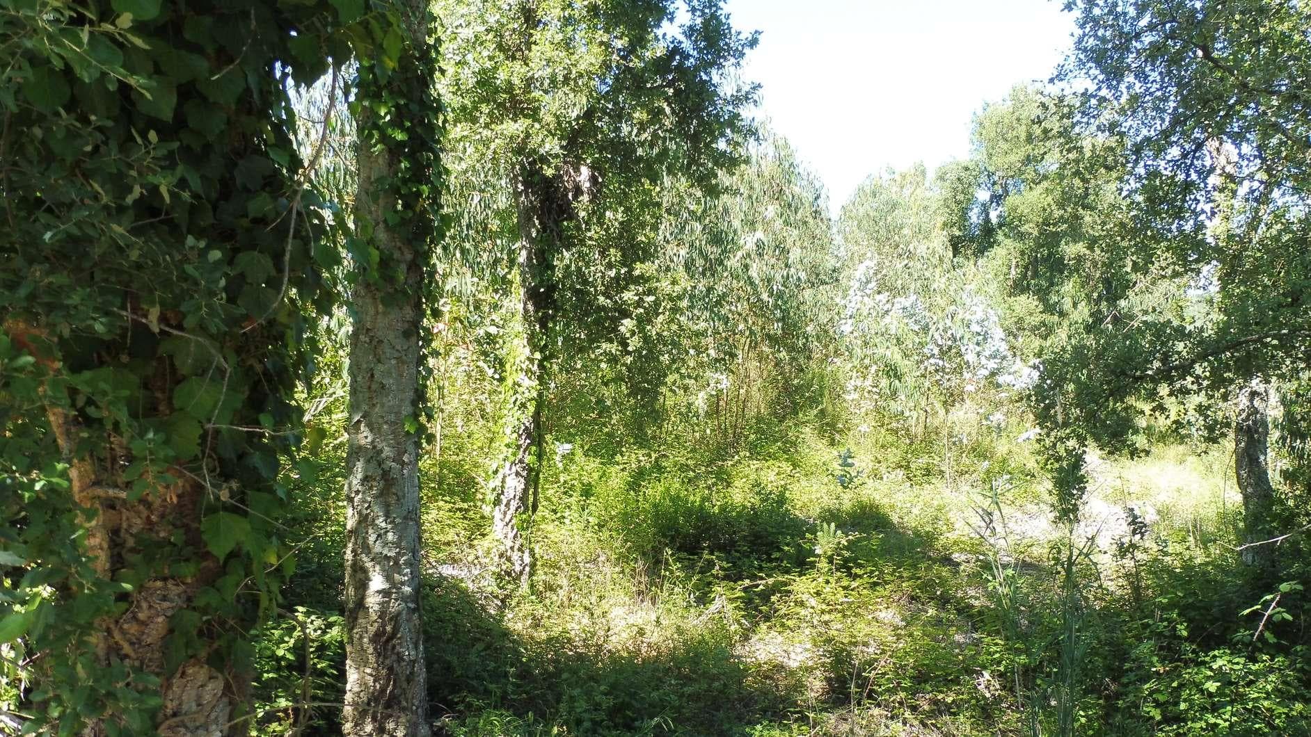 1/4 Terreno · Caldas da Rainha — imagen 1