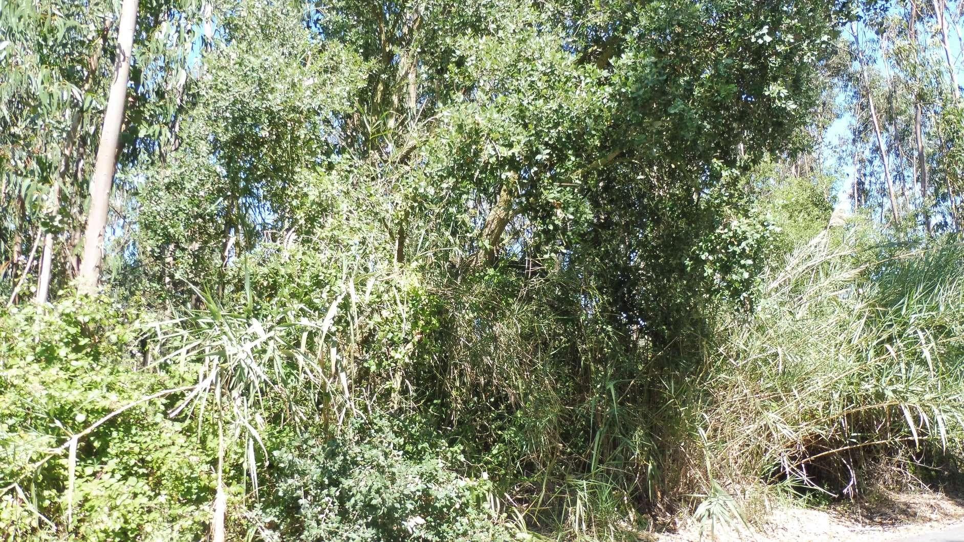 1/4 Terreno · Caldas da Rainha — imagen 3