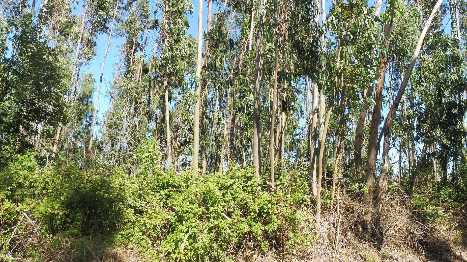 1/4 Terreno · Caldas da Rainha — imagen 6