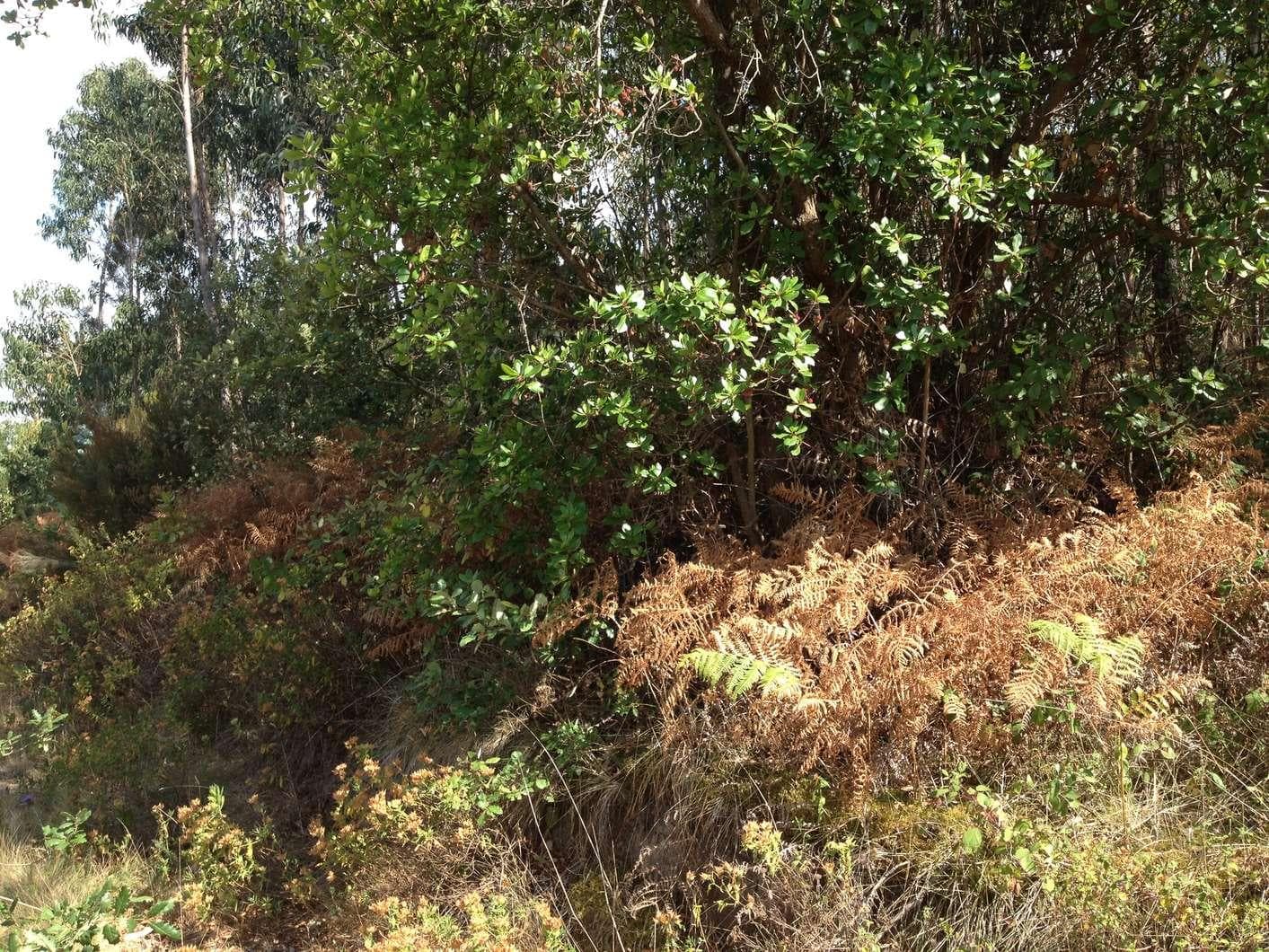 Terreno · Caldas da Rainha — imagen 2
