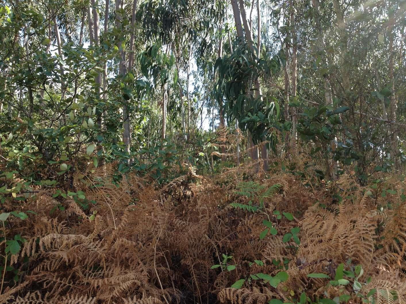 Terreno · Caldas da Rainha — imagen 3