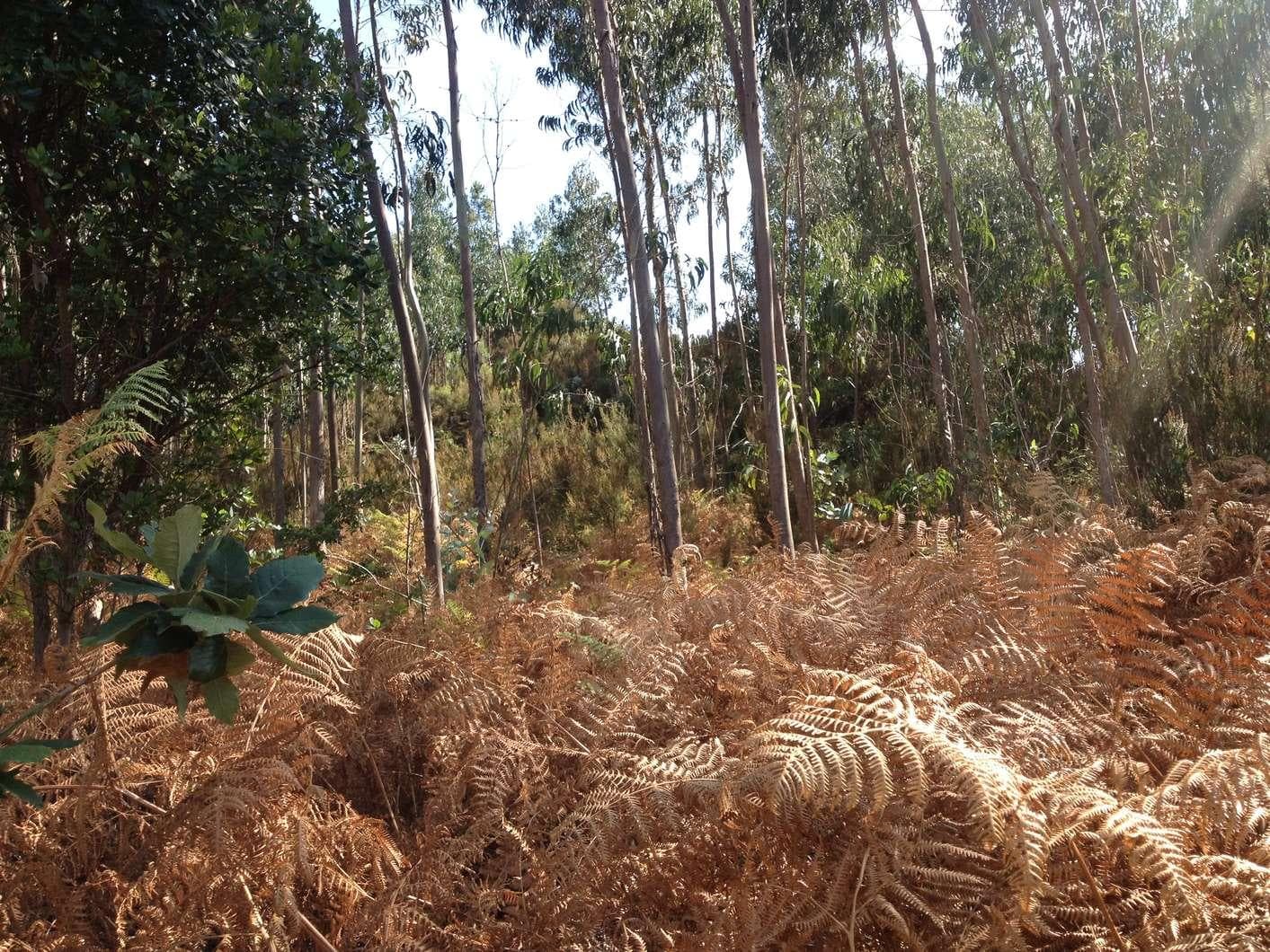 Terreno · Caldas da Rainha — imagen 4