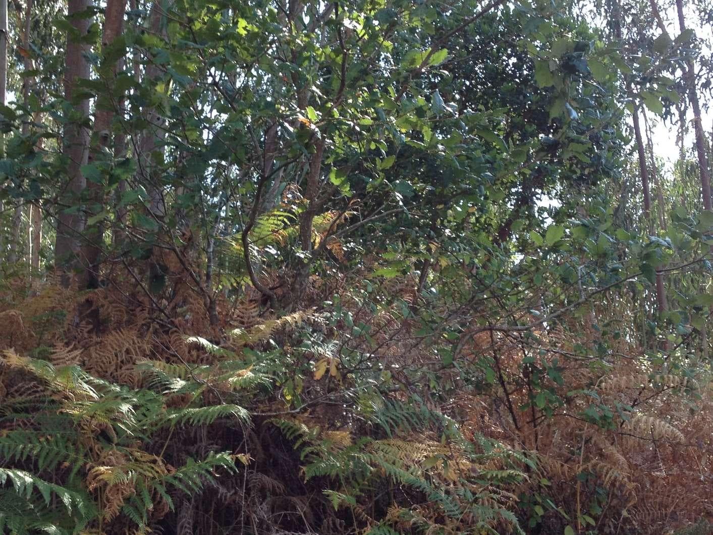 Terreno · Caldas da Rainha — imagen 5