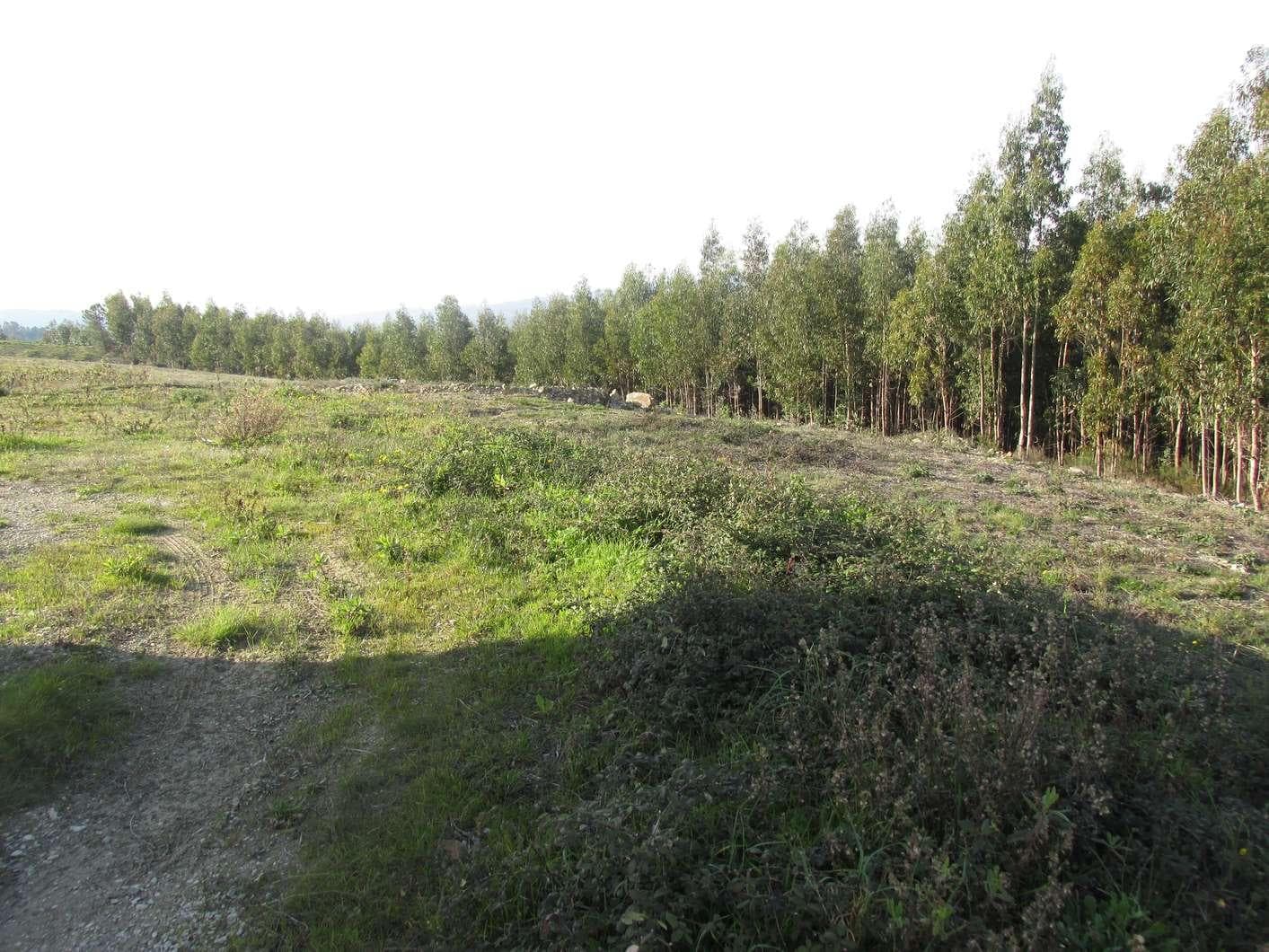 Terreno  · Sertã