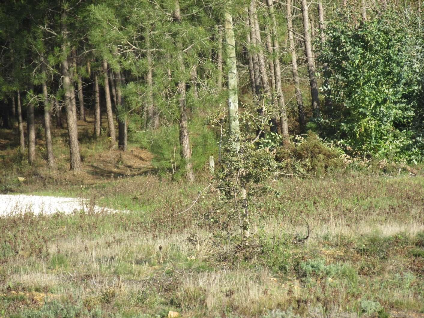 Terreno · Sertã — imagem 2