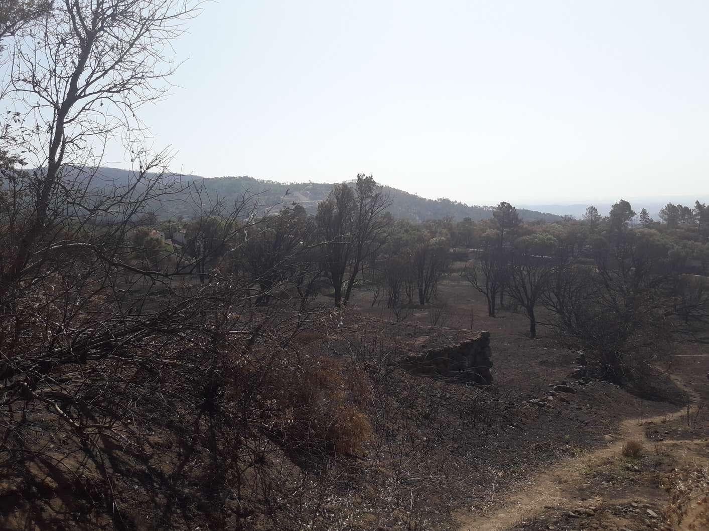 Terreno · Monchique — image 6