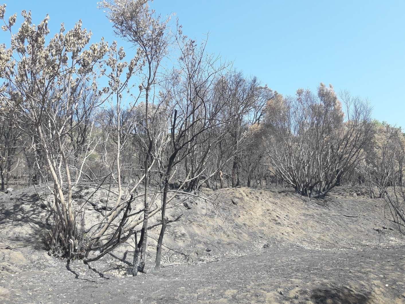 Terreno · Monchique — image 3