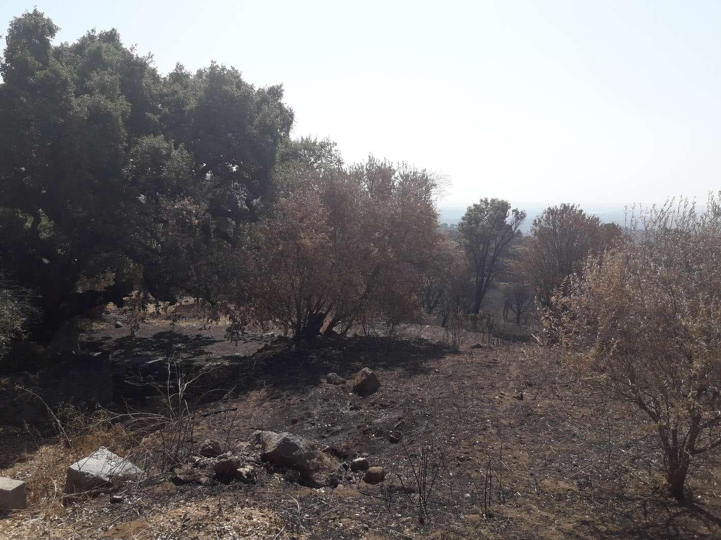 Terreno · Monchique — image 2