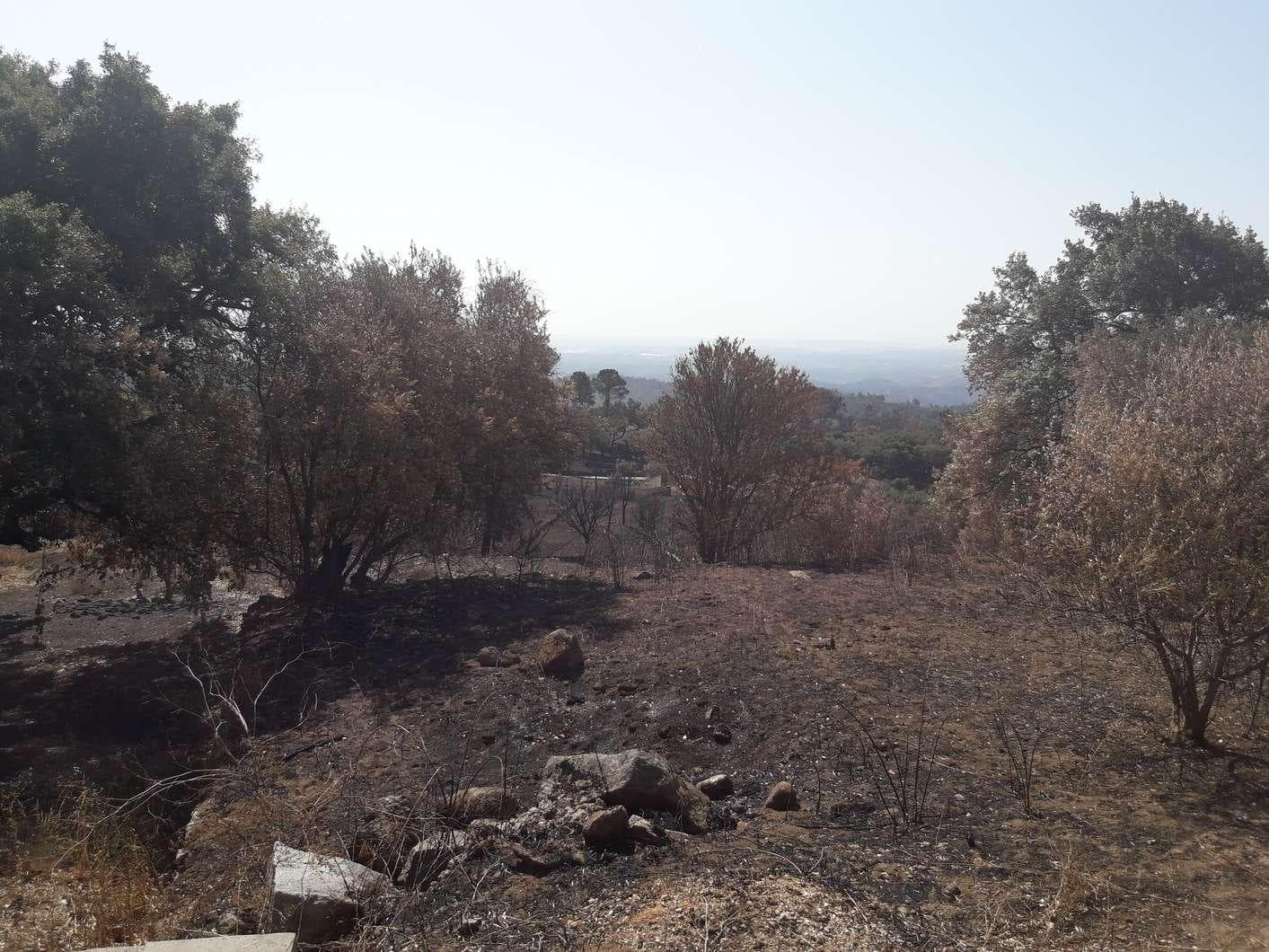 Terreno · Monchique — image 5