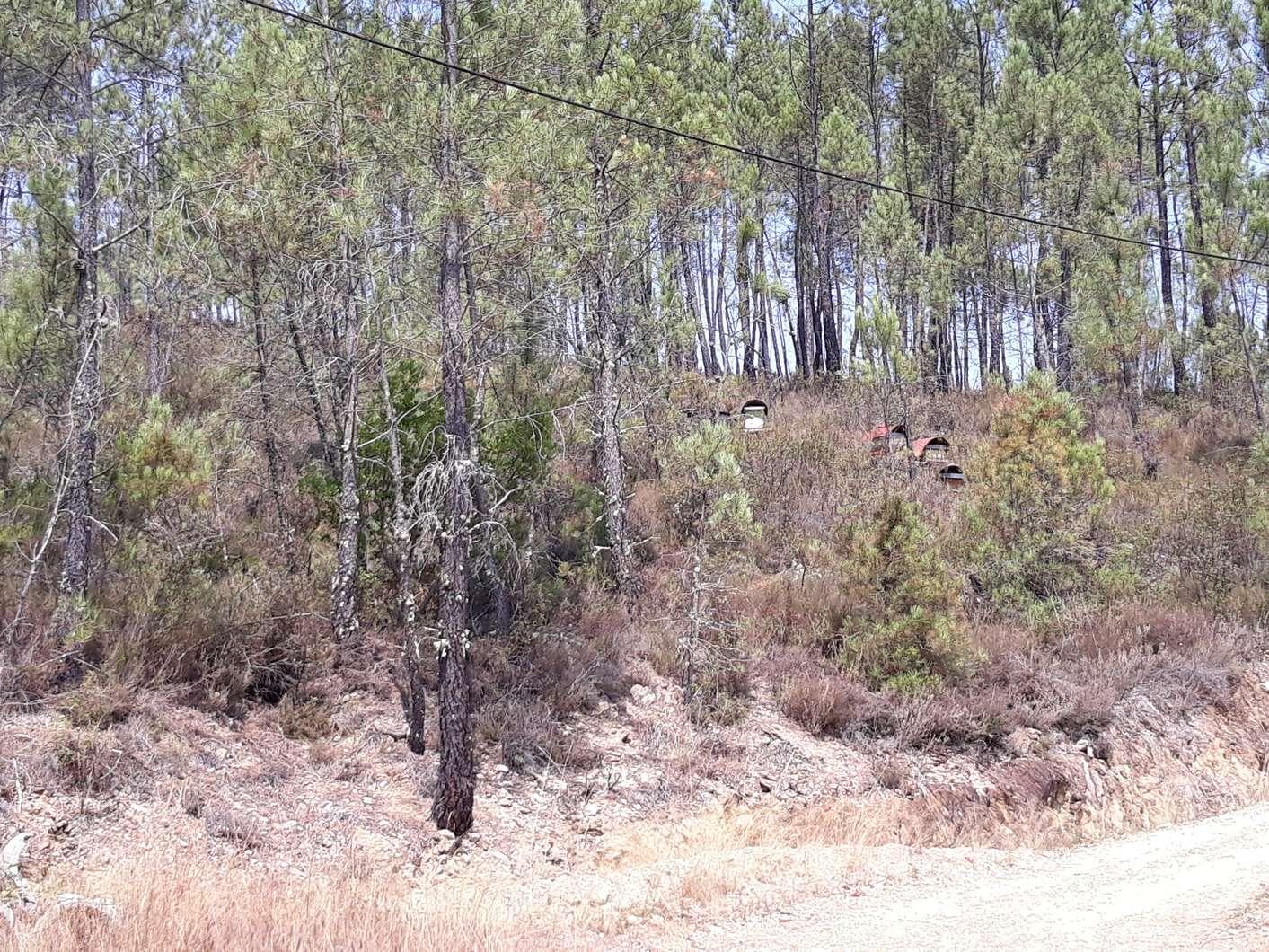 1/3 Terreno · Pampilhosa da Serra — imagem 3