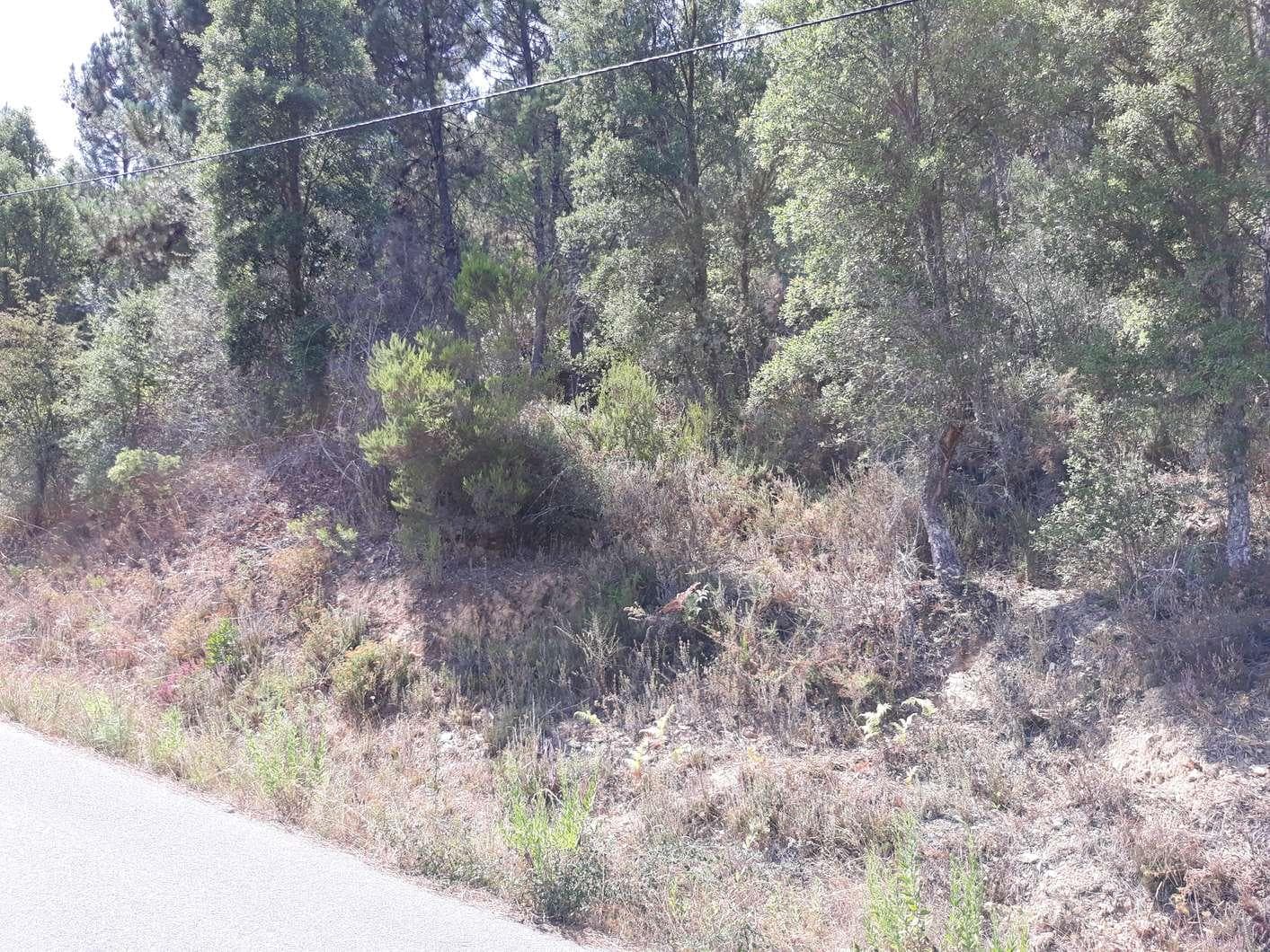 Terreno · Pampilhosa da Serra — imagem 1