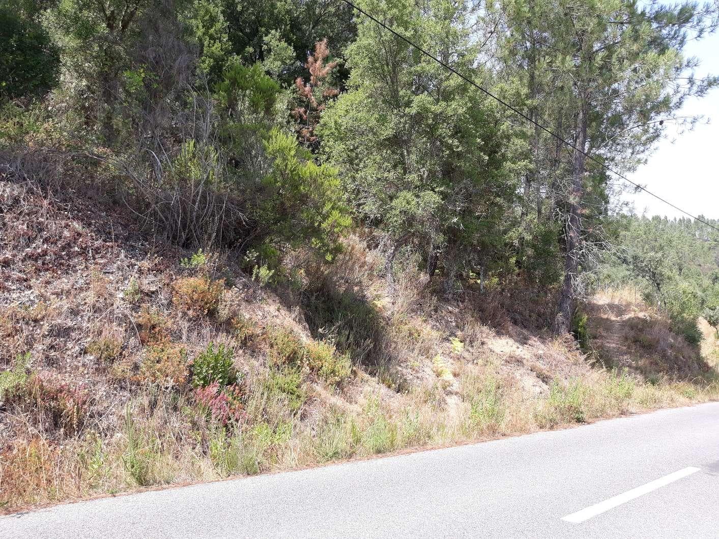 Terreno · Pampilhosa da Serra — imagem 3