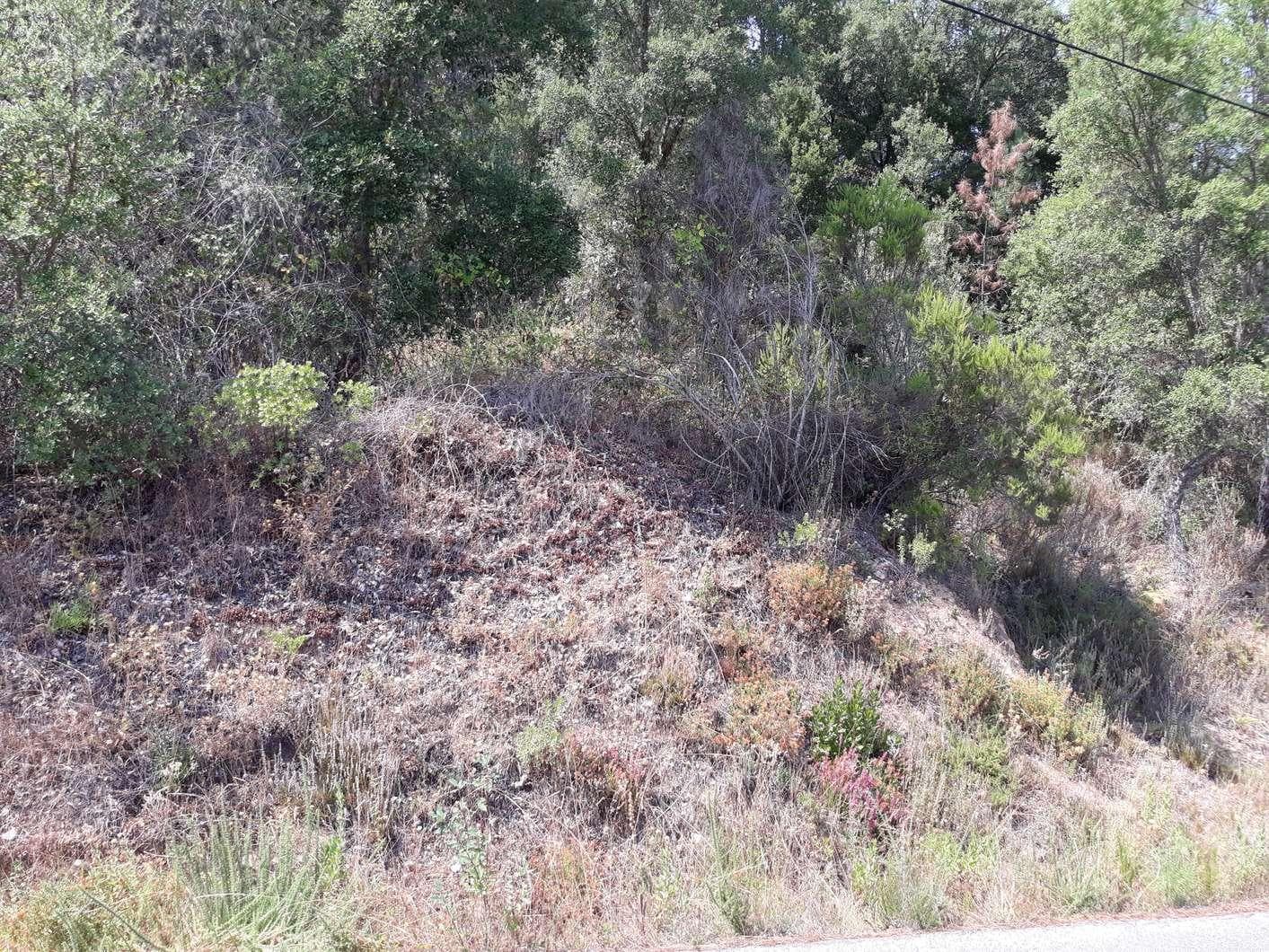 Terreno · Pampilhosa da Serra — imagem 2