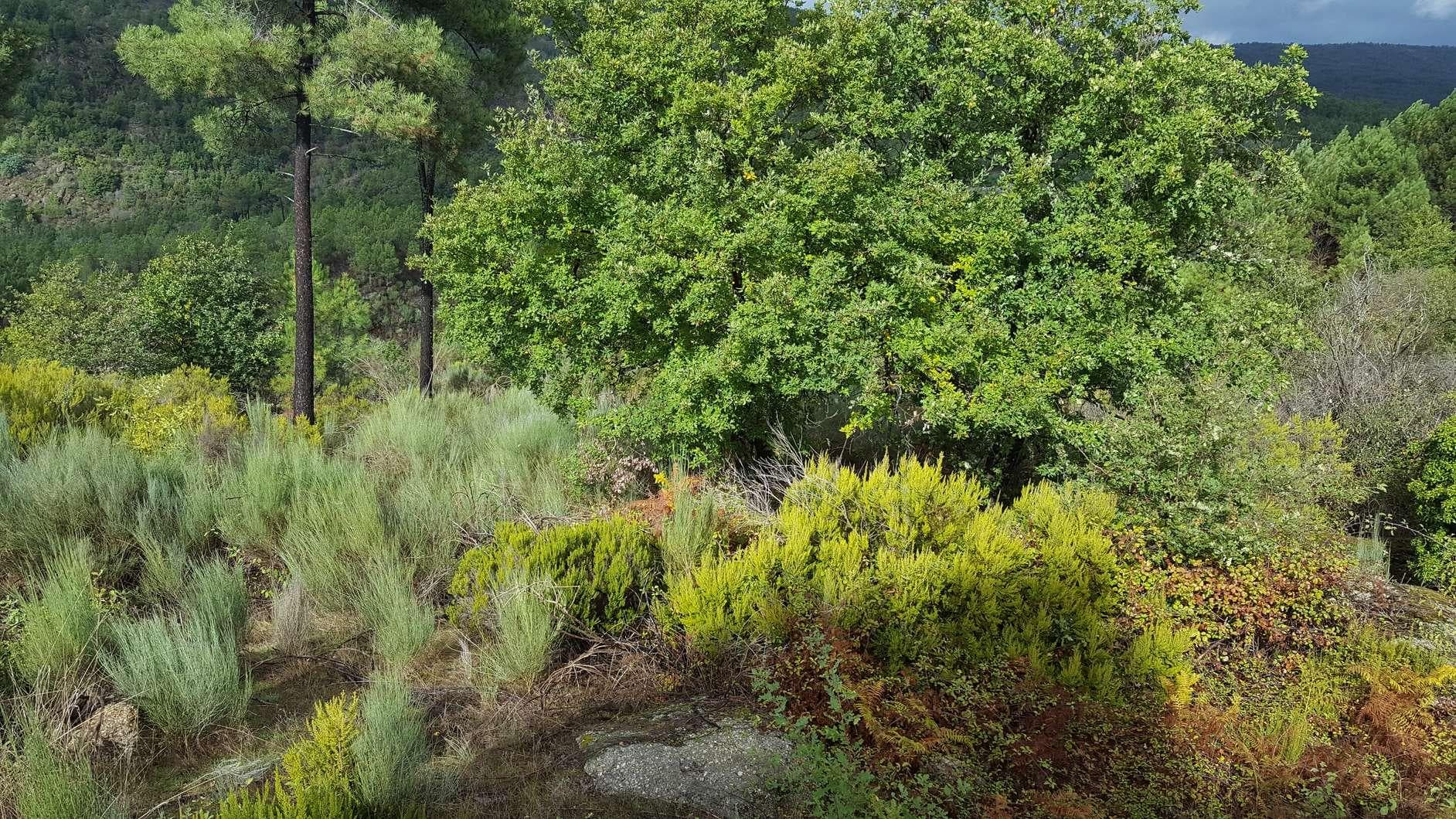 Terreno · Aguiar da Beira — imagem 2