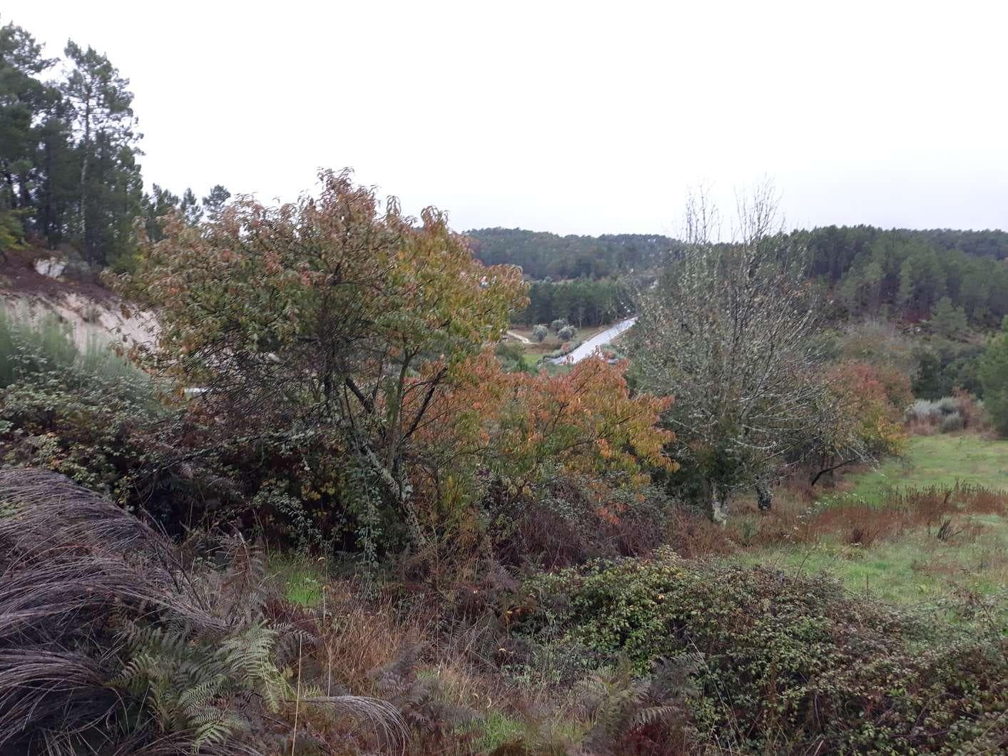 Terreno · Aguiar da Beira — imagem 2