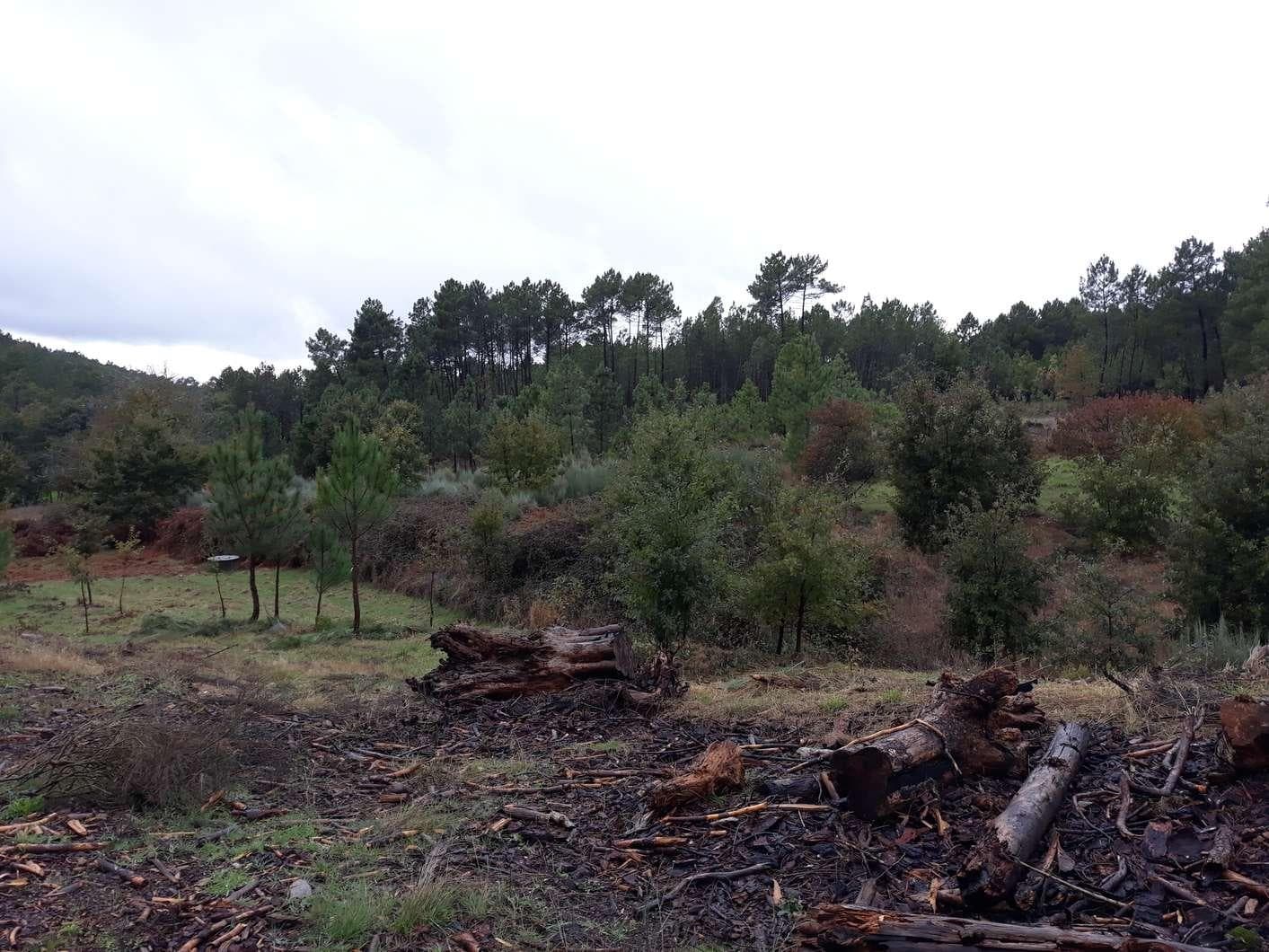 Terreno · Aguiar da Beira — imagem 1