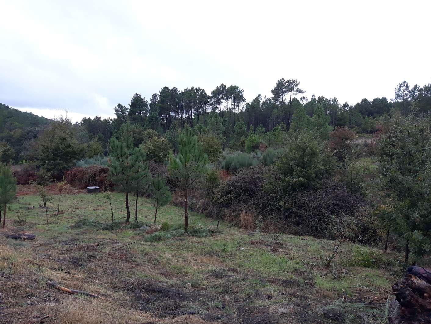 Terreno · Aguiar da Beira — imagem 4