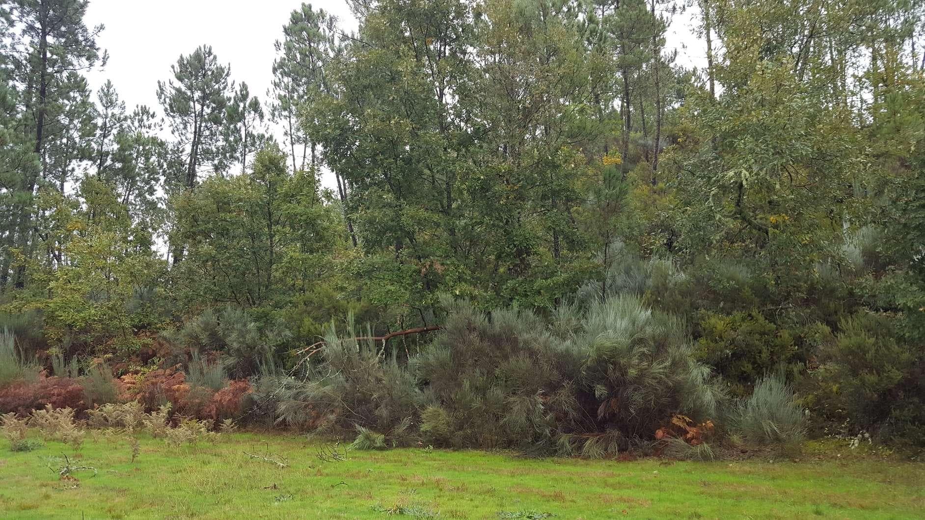 Terreno · Aguiar da Beira