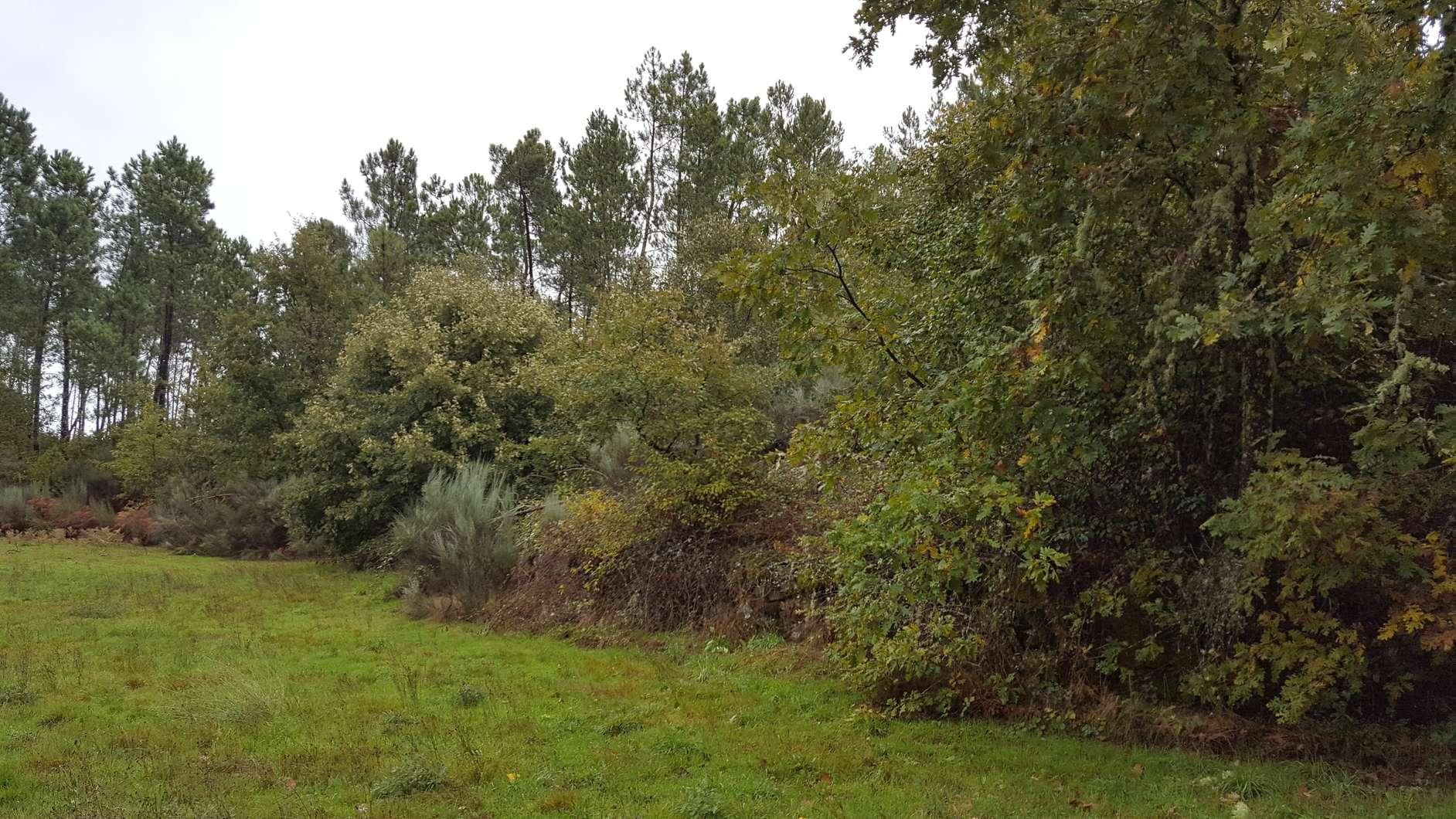 Terreno · Aguiar da Beira — imagem 2