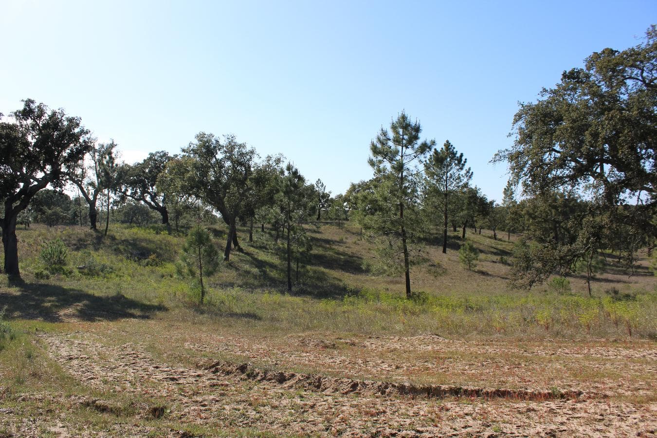 1/16 Terreno · Mora - Évora — imagen 4