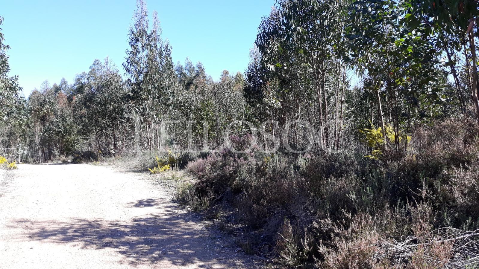 Terreno com +3 ha · Tomar — imagem 1
