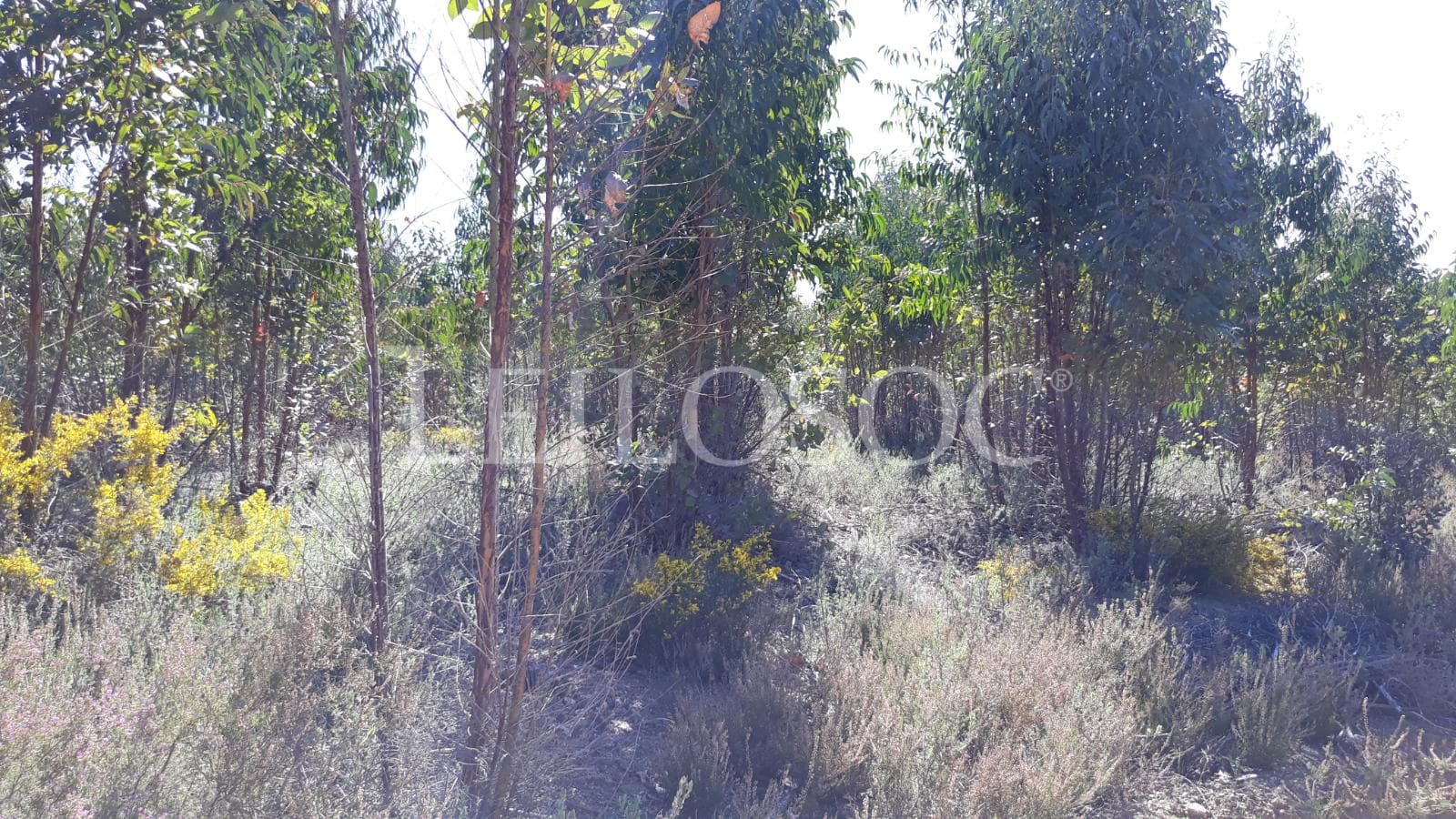 Terreno com +3 ha · Tomar — imagem 2